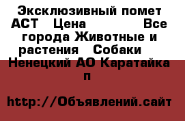 Эксклюзивный помет АСТ › Цена ­ 30 000 - Все города Животные и растения » Собаки   . Ненецкий АО,Каратайка п.